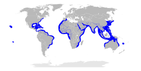 Sphyrna lewini distribution map.svg